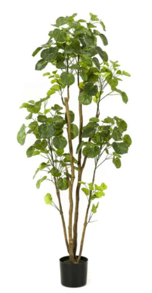 polyscias 160cm, Huis en Inrichting, Woonaccessoires | Kunstplanten en Kunstbloemen, Nieuw, Ophalen of Verzenden