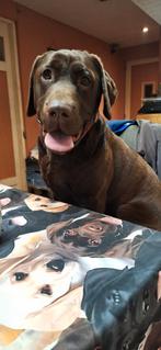 Labrador teefje, Dieren en Toebehoren, Honden | Retrievers, Spaniëls en Waterhonden, Parvo, 1 tot 2 jaar, Teef, Labrador retriever