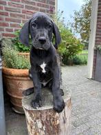 Mooie duitse dog pups, Dieren en Toebehoren, Honden | Bulldogs, Pinschers en Molossers, Nederland, Overige rassen, 8 tot 15 weken