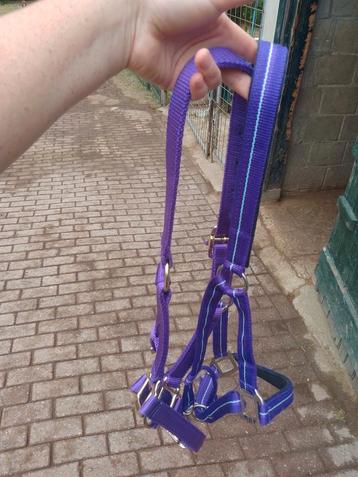 Halsters Cob beschikbaar voor biedingen