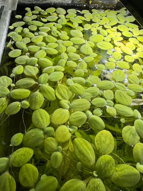 Groene drijfplantjes voor aquarium, Dieren en Toebehoren, Vissen | Aquaria en Toebehoren, Plant(en), Steen of Hout, Ophalen of Verzenden