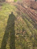 Aalbessen struiken rood wit en zwart, Ophalen of Verzenden, Minder dan 100 cm, Overige soorten, Zomer