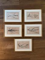 5 Litho's Hortus Gramineus Woburnensis, 1825, Antiek en Kunst, Kunst | Etsen en Gravures, Ophalen