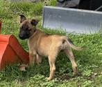 mechelse herder pup, teefje 11wk., Dieren en Toebehoren, Rabiës (hondsdolheid), 8 tot 15 weken, Teef, Eén hond