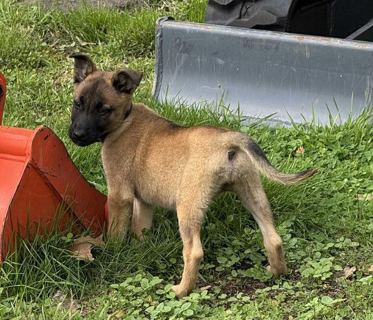 mechelse herder pup, teefje 11wk., Dieren en Toebehoren, Honden | Herdershonden en Veedrijvers, Teef, Herder, Particulier, Eén hond