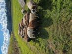 Mooie bonte dekrammen, Dieren en Toebehoren, Schapen, Geiten en Varkens, Meerdere dieren, Schaap, 0 tot 2 jaar