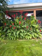 Canna Indica Knollen - 5 stuks, Tuin en Terras, Planten | Tuinplanten, Overige soorten, Volle zon, Vaste plant, Ophalen of Verzenden