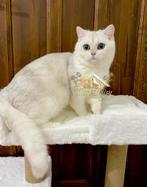 Champion bloedlijn | Raszuivere British Shorthair kater, Kater, Met stamboom, 0 tot 2 jaar