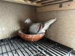 Postduiv, Meerdere dieren, Postduif