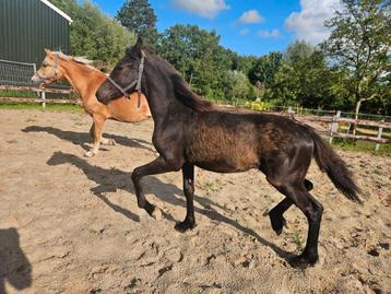 Fries x Haflinger hengst veulen Noah  beschikbaar voor biedingen