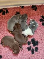 Old English Bulldog Pups, CDV (hondenziekte), 8 tot 15 weken, Bulldog, Meerdere