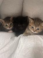 Britse korthaar bleupoint mix europese korthaar kittens!, Dieren en Toebehoren, Katten en Kittens | Raskatten | Korthaar, Geslacht onbekend