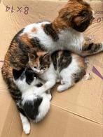 Lieve kittens, Kortharig, 0 tot 2 jaar, Poes