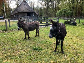 2 mooie merrie ezels beschikbaar voor biedingen