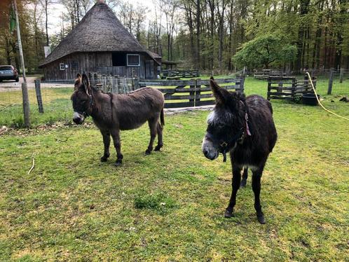 2 mooie merrie ezels, Dieren en Toebehoren, Pony's, Merrie, Recreatiepony