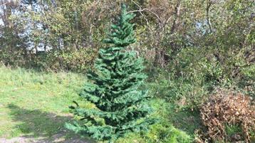Mooie volle kunstkerstboom 2.10 m hoog beschikbaar voor biedingen