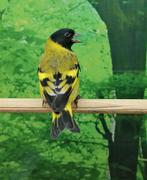 Zwartkopsijs man., Dieren en Toebehoren, Vogels | Overige Vogels, Meerdere dieren