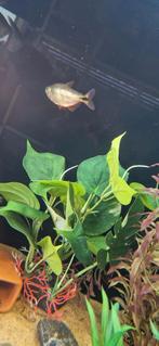 Hyphessobrycon Anisitsi(Karperzalm), Dieren en Toebehoren, Vis