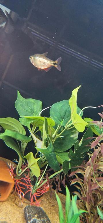 Hyphessobrycon Anisitsi(Karperzalm) beschikbaar voor biedingen