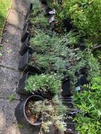 Lavendel plant. staat in een kuip om makkelijk mee, Tuin en Terras, Planten | Tuinplanten, Volle zon, Vaste plant, Zomer, Ophalen