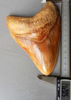 *high end* Megalodon tand 14,2cm, Ophalen of Verzenden