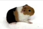 Prachtige Gladhaar Beer, Dieren en Toebehoren, Cavia, Mannelijk, Juli, Tam