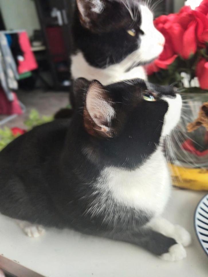 Kitten, Dieren en Toebehoren, Katten en Kittens | Raskatten | Korthaar, Meerdere dieren