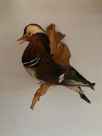 Opgezette Mandarijneend - Prachtig Exemplaar, Ophalen of Verzenden, Zo goed als nieuw, Vogel, Opgezet dier
