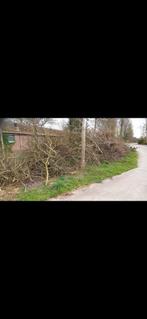 Takken eik en berk voor paasvuur, Tuin en Terras, Planten | Bomen, Ophalen, Overige soorten