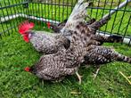 Te koop friese hoenders koekoek kleur 7 hennen 1 haan, Dieren en Toebehoren, Pluimvee, Meerdere dieren, Kip