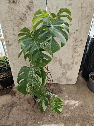 Monstera Variegata Albo kamerplant  beschikbaar voor biedingen