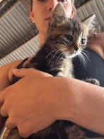 Kittens, zwart en “tijgerprint”, Meerdere dieren, 0 tot 2 jaar