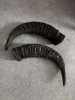 Waterbuffel Hoorns - 40cm - Antiek Decoratief Stuk, Ophalen of Verzenden