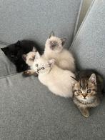 Britse kortharen kittens, Meerdere dieren, Ontwormd, 0 tot 2 jaar