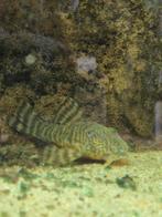 Mooie, grote Panaqolus Maccus, LDA022, Clown pleco, Vis, Zoetwatervis