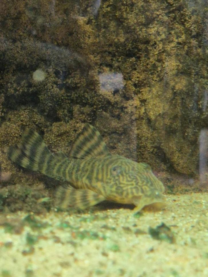 Mooie, grote Panaqolus Maccus, LDA022, Clown pleco, Dieren en Toebehoren, Vissen | Aquariumvissen, Zoetwatervis, Vis