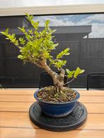 Prebonsai Ligustrum ovalifolium, Tuin en Terras, In pot, Lente, Minder dan 100 cm, Overige soorten