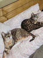 Bengaals (herplaatsers), Dieren en Toebehoren, Katten en Kittens | Overige Katten, Meerdere dieren, 3 tot 5 jaar