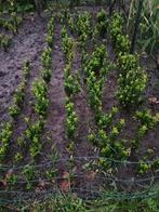 Buxus vervanger, Ilex Crenata., Tuin en Terras, Planten | Struiken en Hagen, Ophalen of Verzenden, Buxus, Haag, Minder dan 100 cm