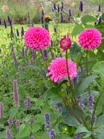 Te koop knollen roze pompon Dahlia, Tuin en Terras, Planten | Tuinplanten, Zomer, Ophalen of Verzenden, Overige soorten, Volle zon