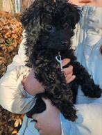 Maltipoo Reutje van 11 weken, 8 tot 15 weken, Eén hond, Nederland, Particulier