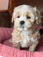 Maltipoo pups teefjes 1600 reutjes 1250€, Dieren en Toebehoren, Honden | Chihuahua's en Gezelschapshonden, Nederland, Overige rassen