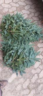 Nobilis groen te koop., Tuin en Terras, Ophalen of Verzenden, Overige soorten, Volle zon