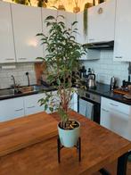Ficus Benjamina in pot inclusief plantenstandaard, Huis en Inrichting, Kamerplanten, Ophalen, Ficus, Halfschaduw, In pot