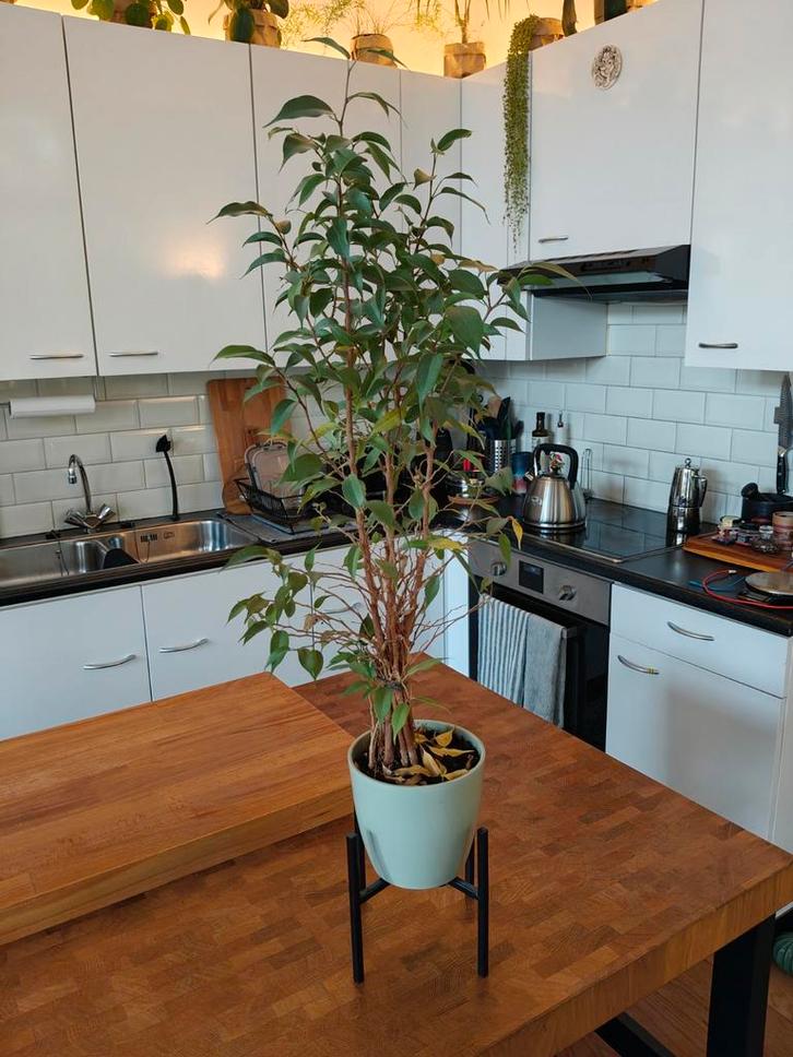 Ficus Benjamina in pot inclusief plantenstandaard, Huis en Inrichting, Kamerplanten, Ficus, Minder dan 100 cm, Groene kamerplant