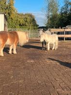 Pensionstalling 24/7 buitenstalling. Moerdijk, Dieren en Toebehoren, Stalling en Weidegang, Weidegang, 2 of 3 paarden of pony's