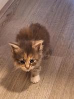 2 prachtige Maine Coon poesjes te koop., Dieren en Toebehoren, Katten en Kittens | Raskatten | Langhaar, Poes, Gechipt