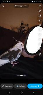 Coco tamme valkparkiet