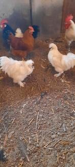 Zijdehoen haan, Dieren en Toebehoren, Pluimvee, Mannelijk, Kip