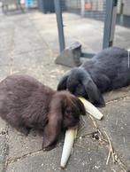 Franse Langoor Konijn, Meerdere dieren, Groot